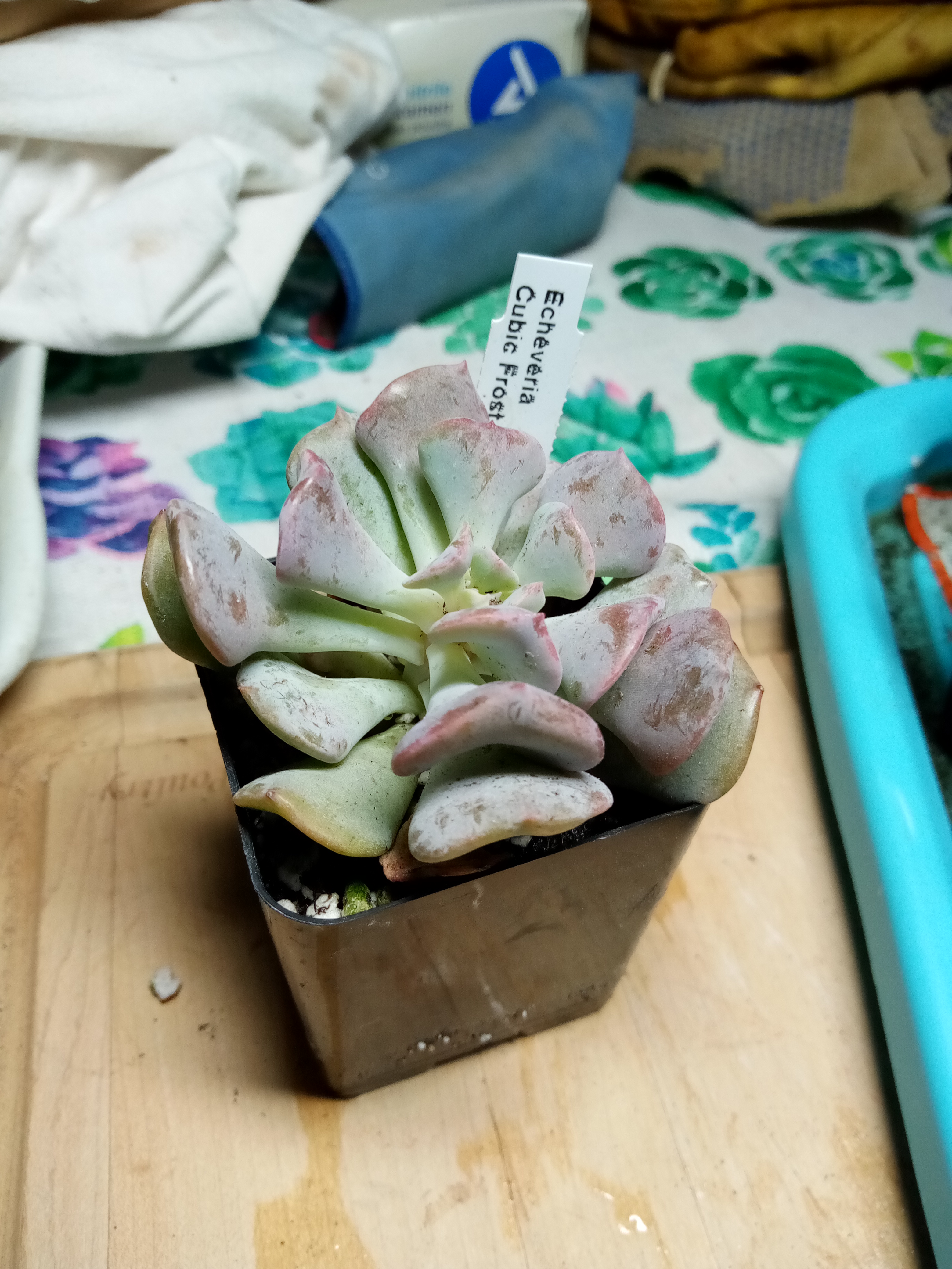 Echeveria Cubic Frost.jpg